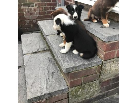 Κουτάβια Border Collie